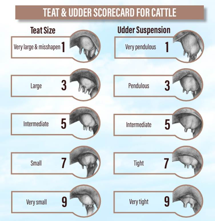 Teat and udder scorecard for cattle illustrating a 1-to-9 evaluation system for teat size and udder suspension. Side-view udder drawings show teat size ranging from very large and misshapen (1) to very small (9), and udder suspension ranging from very pendulous (1) to very tight (9).