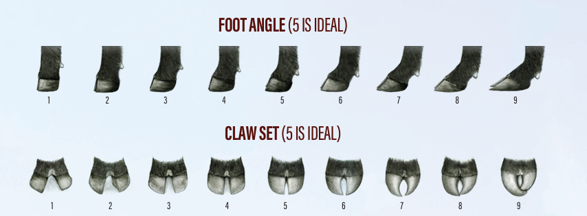 The Foot Score Guidelines for Cattle showing the difference between the foot angle and claw set from 1-9, with 5 being ideal for both categories.