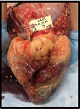 A close-up of a dissected bovine heart with extensive yellow-white fat surrounding the heart muscle and a white identification tag attached at the top.