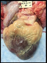 A dissected bovine heart with extensive external fat deposits surrounding the heart muscle. A white identification tag is attached to the top of the specimen.