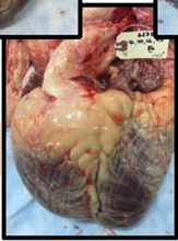 A close-up of a dissected bovine heart showing extensive yellow-white fat deposits surrounding the heart muscle. A white identification tag is attached to the upper portion of the heart.