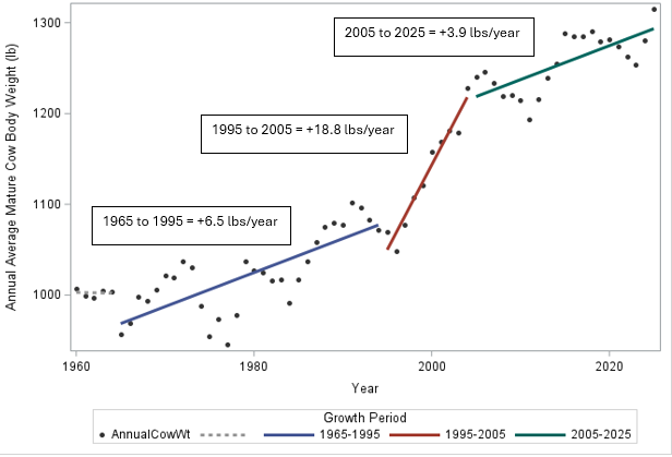 Acceleration in mature cow body weight growth (1965-2026)