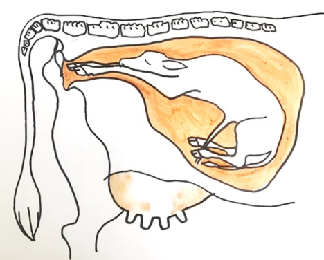 This hand-drawn diagram illustrates a calf in a longitudinal, anterior presentation within the orange-shaded uterus of a cow. The sketch uses simple black outlines to show the calf's head and front hooves oriented toward the birth canal, positioned beneath the mother's spine and above the udder.