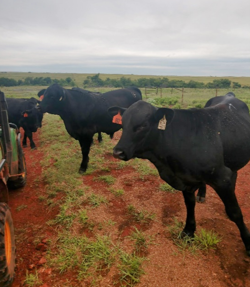 Figure 5. Matching Cattle to Market That Reward Their Strengths Three cows standing in a pasture next to a tractor.