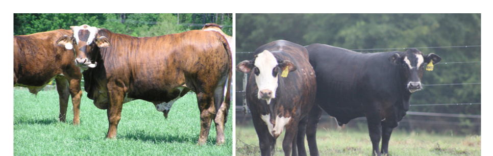 Figure 4. Matching Cattle to Market That Reward Their Strengths Four cattle standing in pastures, two brown and two that are black.