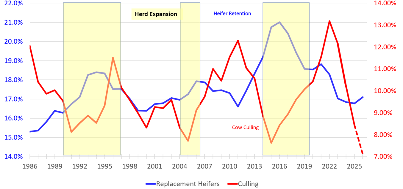 A chart showing heifer retention and cow culling from 1986 to 2025. A blue line shows replacement heifers as a percentage of the January 1 beef cow inventory with 14-22% on the y-axis and a red line represents cow culling with 7-14% on the y-axis. 