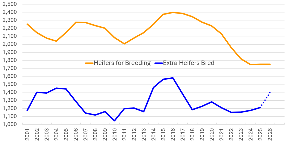 A line graph shows heifer counts from 2001 to 2026 per 1,000 head from 1,000 to 2,500 on the y-axis.. An orange line shows heifers for breeding and a blue line shows extra heifers bred.