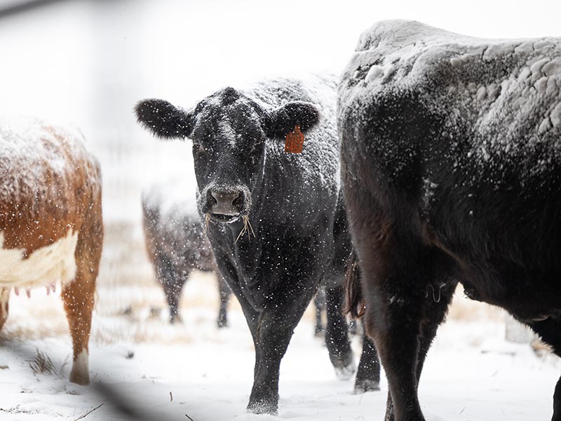Cattle standing in a pasture while it is snowing.