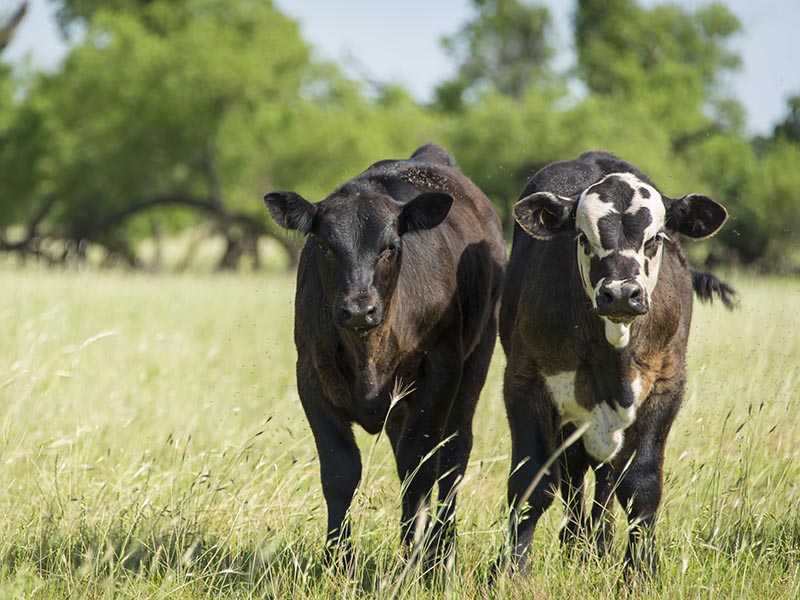 Two calves are standing together in a green pasture.