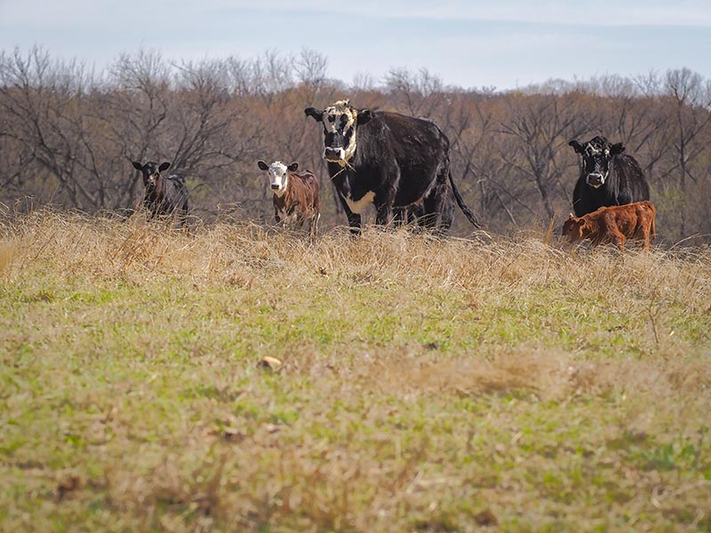 Cows and calves are standing on top of a hill in a field.