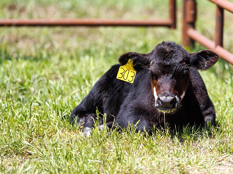 A calf is laying down in the grass in a pen.