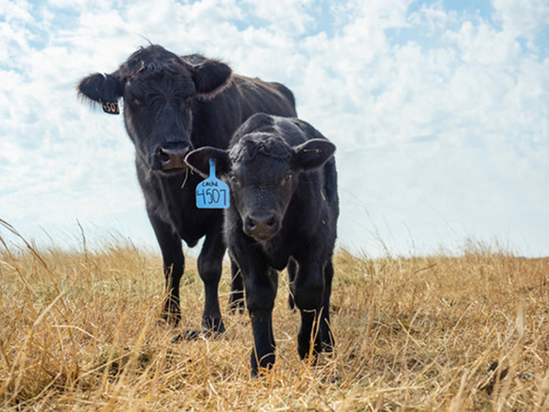 A black cow and calf walking together.