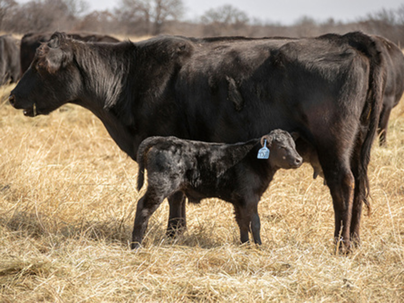 A black cow and calf standing beside each other in a mostly dormant pasture.