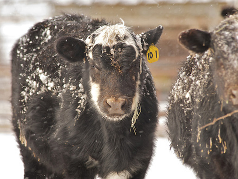 Two black cows with snow on them.