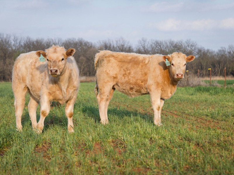 Two white cows standing in a green pasture against a clear blue sky.