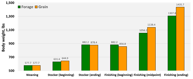 Effect of finishing on pasture (Forage) with 1% of bodyweight concentrate supplement daily or conventional finishing (Grain) on bodyweight of steers. Effect of finishing on pasture (Forage) with 1% of bodyweight concentrate supplement daily or conventional finishing (Grain) on bodyweight of steers.