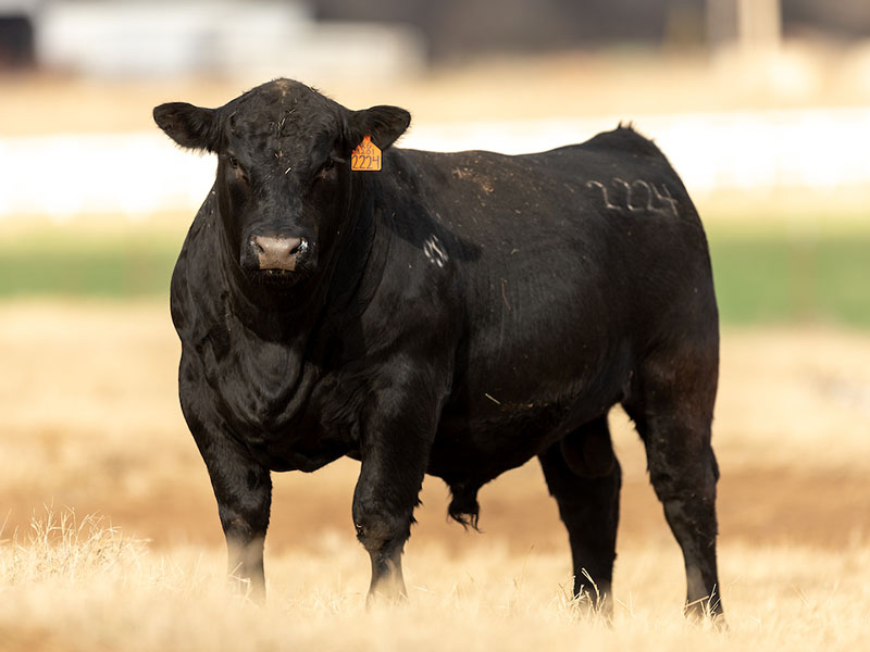 A big black cow in a field.
