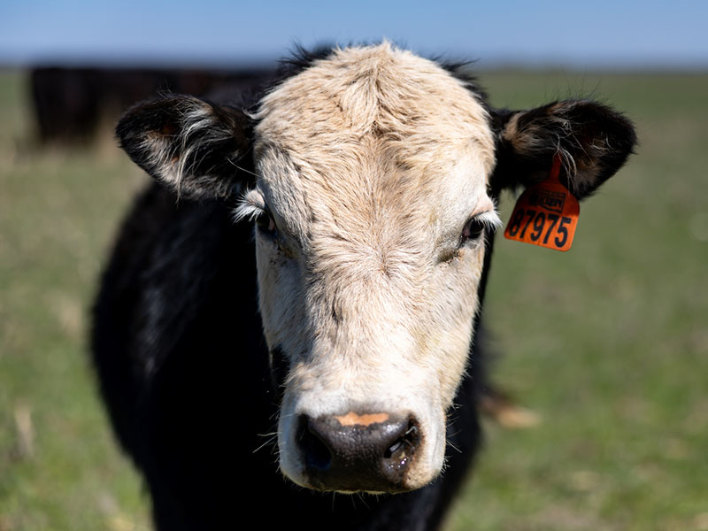 Cow-Calf Corner - The Newsletter | Oklahoma State University