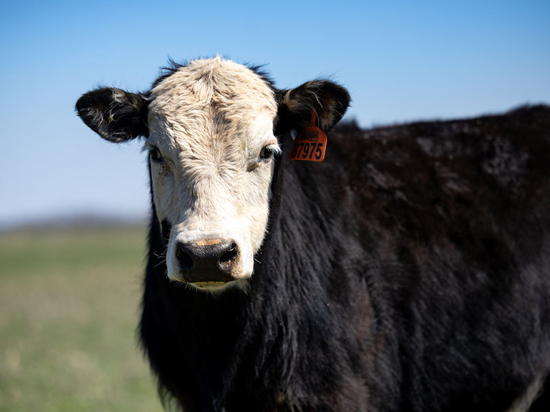 A black cow with a white head looking at the camera.