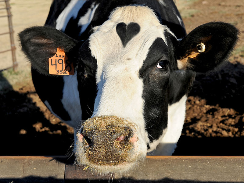 A black and white cow looking at the camera.
