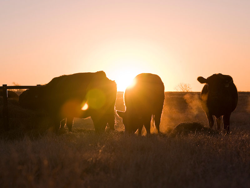 Three cows eating in a field at sunset.