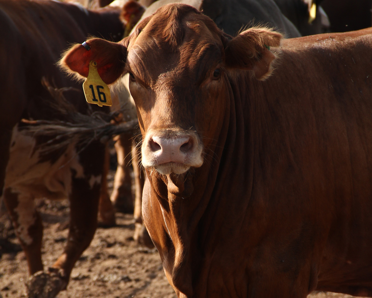 Beef Extension | Oklahoma State University