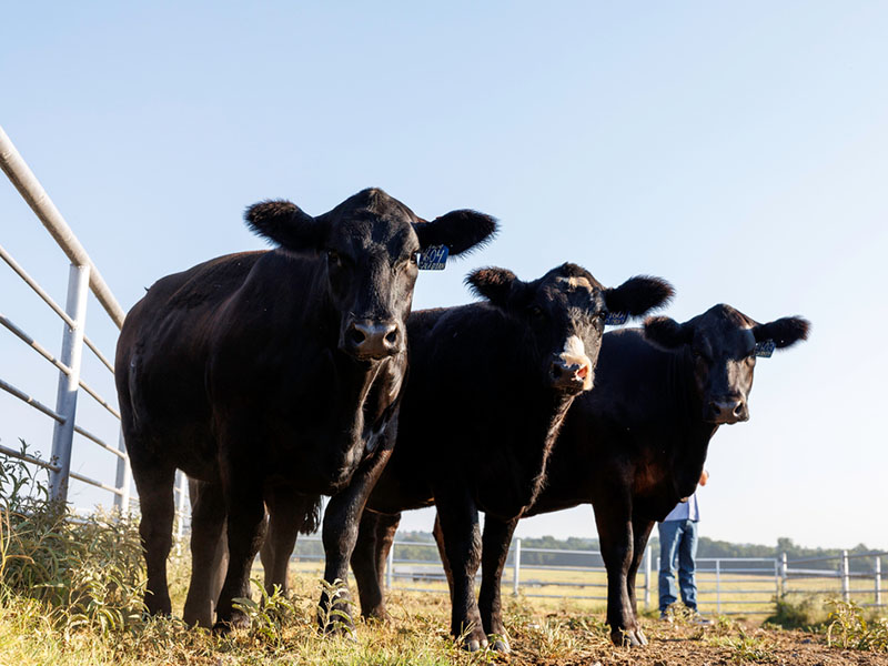 Three cows lined up next to a metal fence.