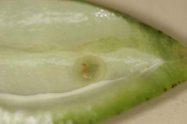 A close-up of a green leaf.