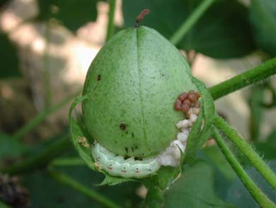 Cotton bollworm on a green leaf.