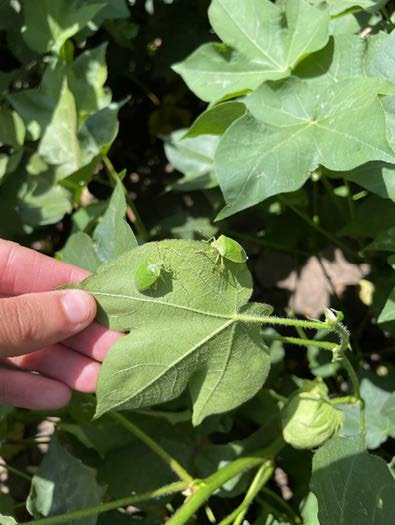 Green stinkbugs on a green leaf.