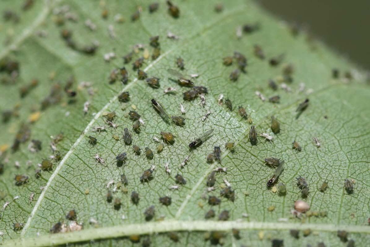 A green cotton leaf heavily infested with aphids.