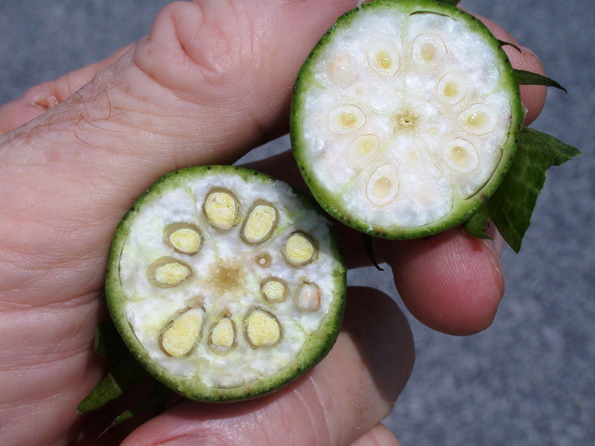 Two open half bolls next to each other in someone's hand.