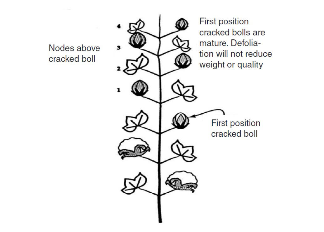 Illustration depicting the developmental stages of a cotton boll. The left side is labeled "Nodes above cracked boll", and the right side notes "First position cracked bolls are mature. Defoliation will not reduce weight or quality." and "First position cracked boll."