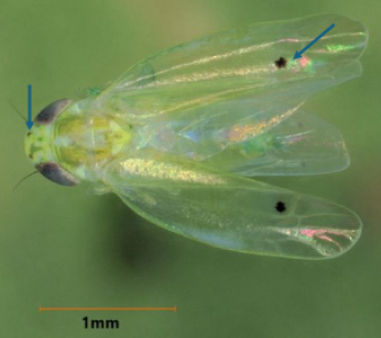 A two-spot cotton leafhopper with blue arrows pointing to the two spots and an orange line to indicate 1mm.