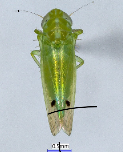 A green two-spotted cotton leafhopper with a black line on the two black spots on its back and a blue line to indicate 0.5mm. 