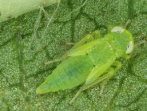 A green two-spotted cotton leafhopper on a green leaf.