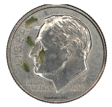 A silver quarter on top of a white background.