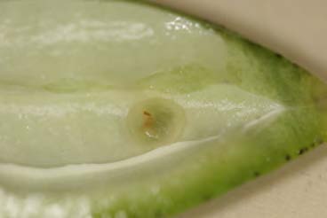 An internal wart on a plant from a stinkbug.