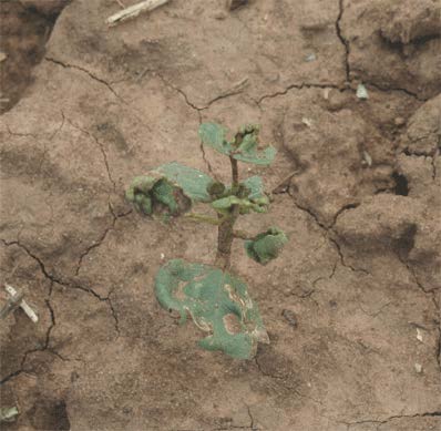 A cotton plant with damage from thrips.