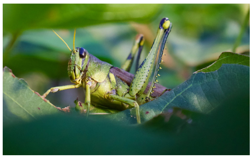 A grasshopper sitting on a leaf it has been munching.