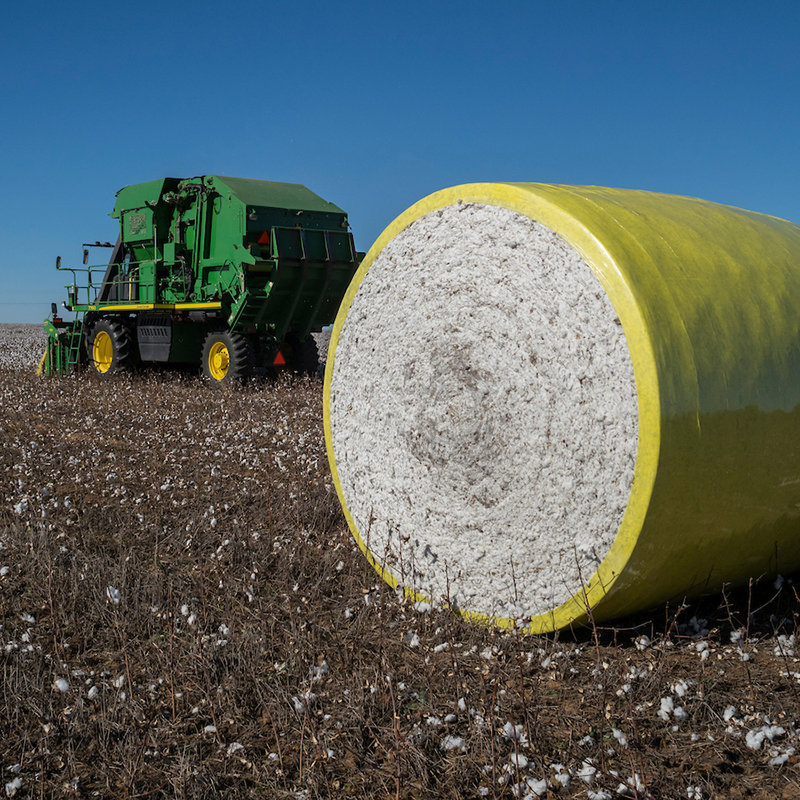 Defining Cutout in Cotton  Oklahoma State University