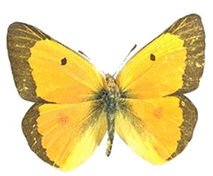 Alfalfa butterfly. Alfalfa butterfly.