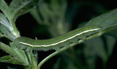Alfalfa Caterpillar. Alfalfa Caterpillar.