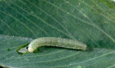 Alfalfa Caterpillar on a leaf. Alfalfa Caterpillar on a leaf.