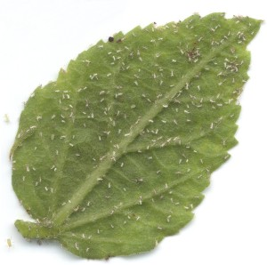 Aphids on ornamentals. Aphids on ornamentals.