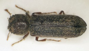 Birdeye view of apple twig borer. Birdeye view of apple twig borer.