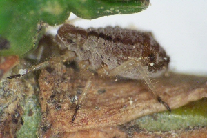Arborvitae Aphid