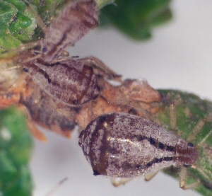 Arborvitae Aphid.