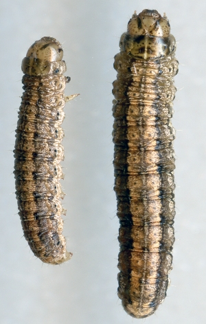 cutworm caterpillar