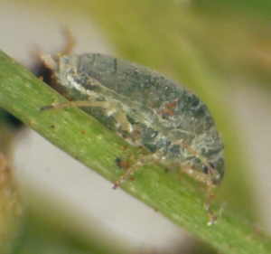 Asparagus Aphid. Asparagus Aphid.